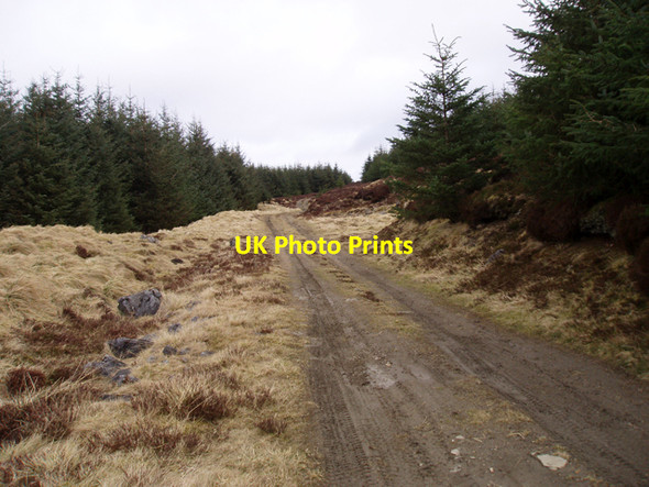 Photo 6"x4" Track entering Plantation west of Clash Wan Clash Wan c2009