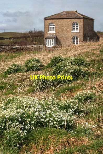 Photo 6"x4" Snowdrops in the South West Corner of the Old Racecourse Richmond\/NZ1701 c2009