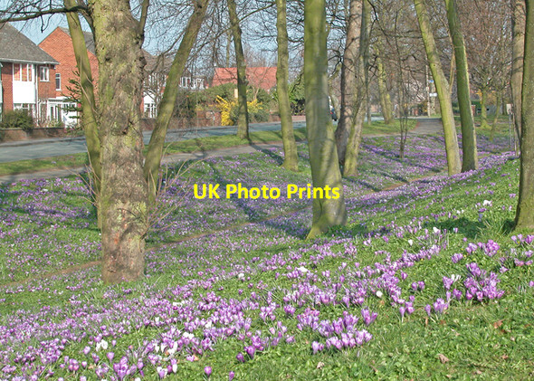 Photo 6"x4" Crocus time Chester c2003 P1