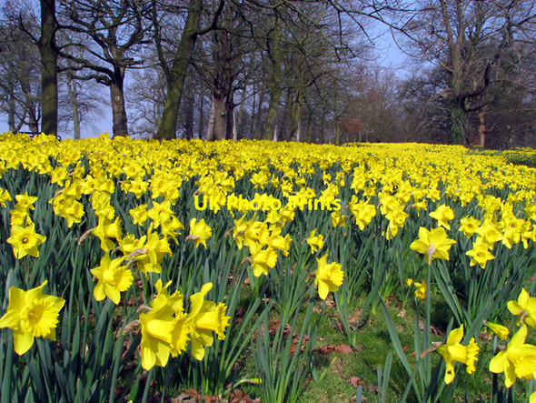 Photo 6"x4" Daffodils, Barnett Demesne Dunmurry c2009