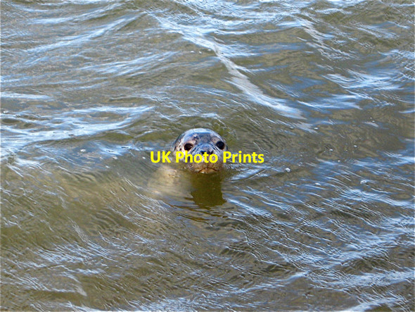 Photo 6"x4" Newburgh: young grey seal at the mouth of the River Ythan Newburgh\/NJ9925 c2009