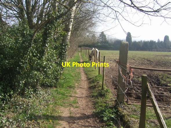 Photo 6"x4" Grazing beside the Monarch's Way West Hagley c2009