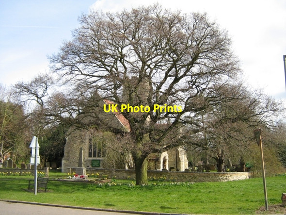 Photo 6"x4" Quercus Robur Netherfield\/SP8736 c2009