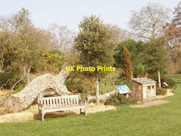 Photo 6"x4" Cork oak display, Kew Gardens Brentford c2009