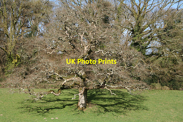 Photo 6"x4" North Hill: tree North Hill\/SX2776 c2009