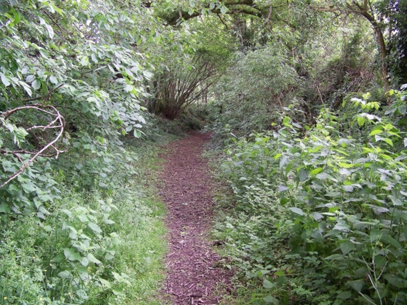 Photo 6"x4" Footpath, Elsted Elsted c2009