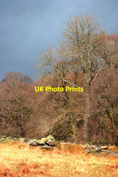 Photo 6"x4" Beside Aira Beck Dockray\/NY3921 c2009