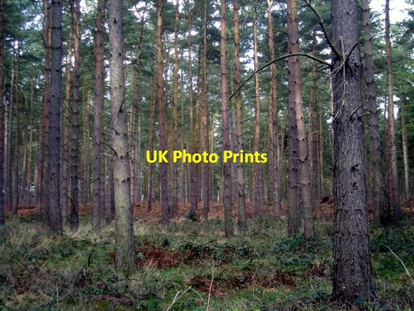 Photo 6"x4" Pines of 'The Million'. Enville c2009