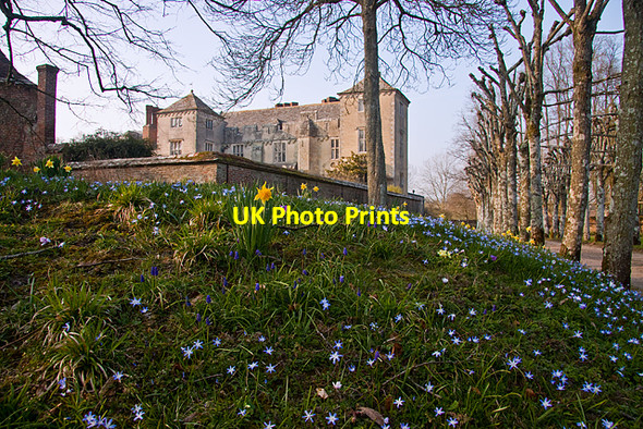 Photo 6"x4" Cranborne Manor Spring Flowers Cranborne c2009