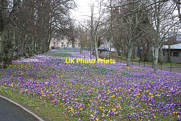 Photo 6"x4" Crocus Carpet Huntly c2009