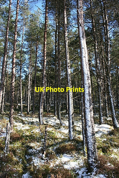 Photo 6"x4" Patchy Snow in Balloch Wood Blackhillock\/NJ4348 c2009