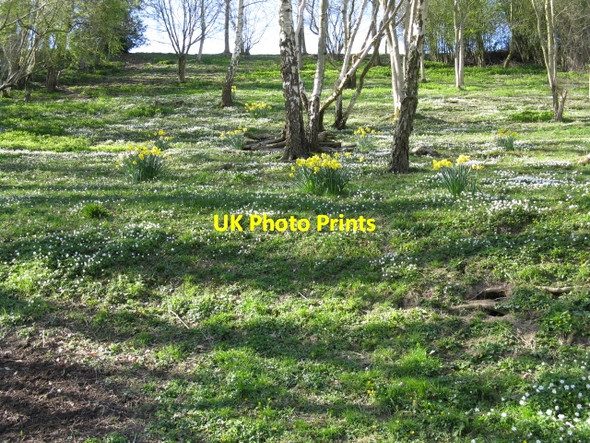 Photo 6"x4" Carpet of Flowers Longley Green c2009