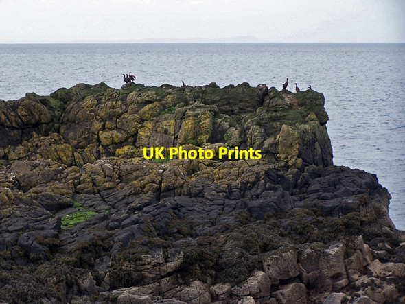 Photo 6"x4" Shags on Lampay Claigan\/NG2353 c2009