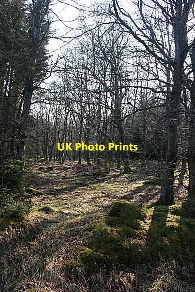 Photo 6"x4" Beech Among the Conifers Longhill\/NJ4637 c2009