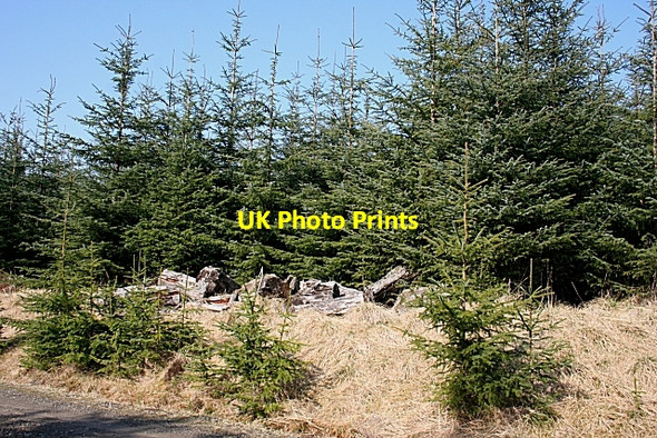 Photo 6"x4" Forest Scene Craigend Hill\/NJ4534 c2009