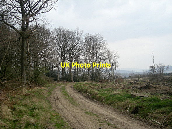 Photo 6"x4" Track at the edge of Short Wood Hopesay c2009