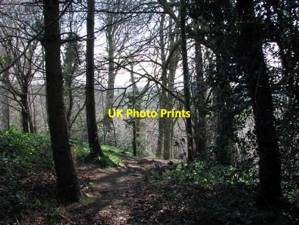 Photo 6"x4" Woodland, Barnett Demesne Drumbeg\/J3066 c2009