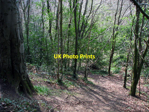 Photo 6"x4" Woodland, Barnett Demesne Drumbeg\/J3066 c2009 P2