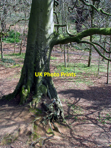 Photo 6"x4" Tree, Barnett Demesne Drumbeg\/J3066 c2009