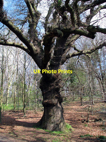 Photo 6"x4" Tree, Barnett Demesne Drumbeg\/J3066 c2009