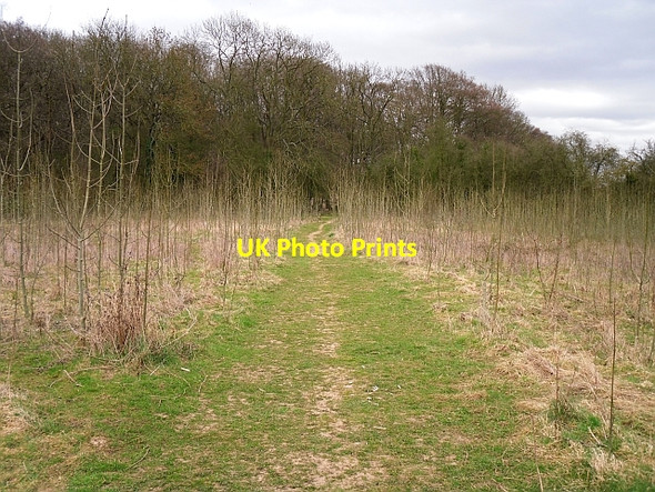 Photo 6"x4" Field between Clayfield Copse and Blackhouse Wood Dunsden Green c2009