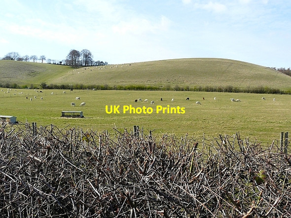 Photo 6"x4" Grazing alpacas Whitchurch-on-Thames c2009