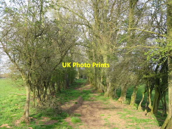 Photo 6"x4" Bridleway Through The Trees Risbury\/SO5555 c2009