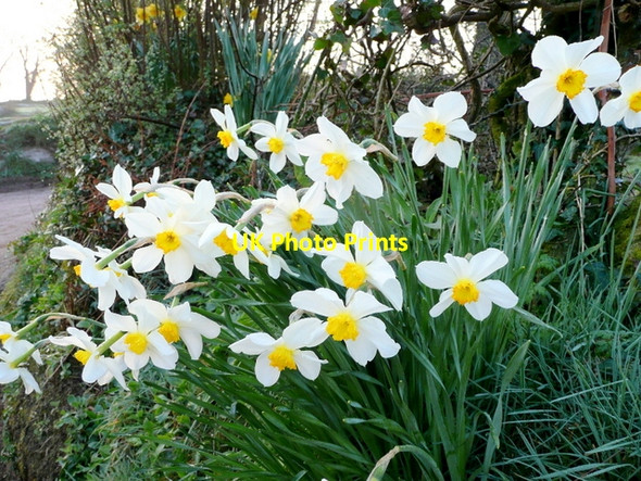 Photo 6"x4" Narcissi at dawn 1 Lanlivery c2009