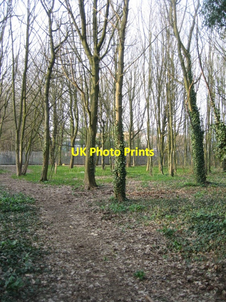 Photo 6"x4" Patch of woodland Basingstoke c2009