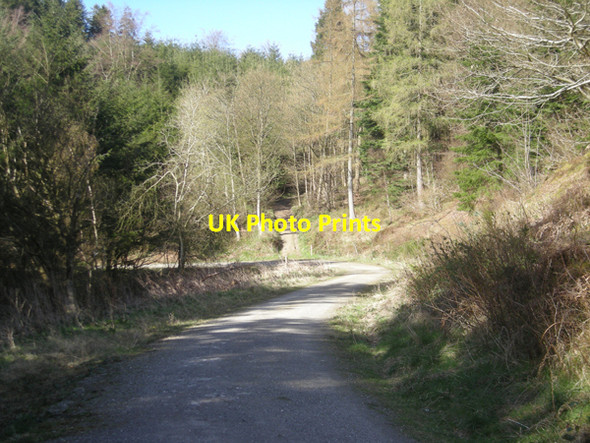 Photo 6"x4" A track through the woods Acton\/SO3184 c2009
