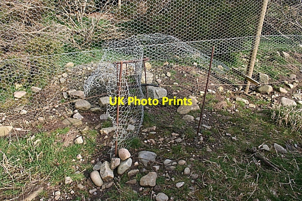 Photo 6"x4" Pheasant Passage Dallas c2009