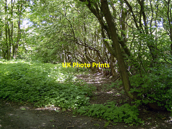Photo 6"x4" Old Canal Bed, Wrockwardine Woods, Telford Donnington Wood c2004