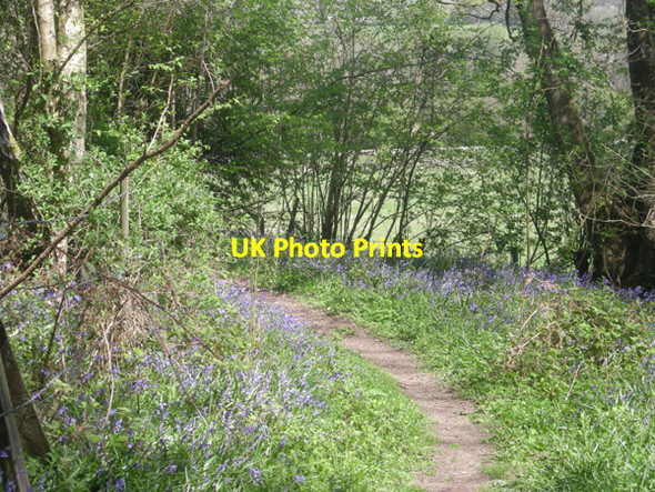 Photo 6"x4" Bluebells beside the path through Mockley Wood Blunt's Green c2009
