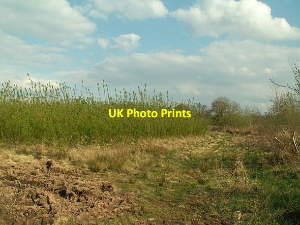 Photo 6"x4" Willow plantation near Durdar Durdar c2009