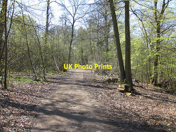 Photo 6"x4" Forest track in spring Cannop c2009