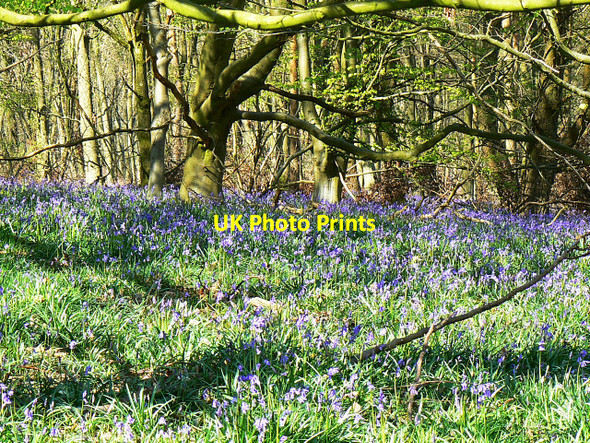 Photo 6"x4" Beech trees and bluebells, Cobham Frith Chisbury\/SU2766 c2009