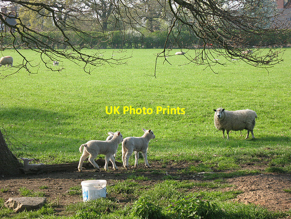 Photo 6"x4" How many lambs? Moston\/SJ7261 c2009