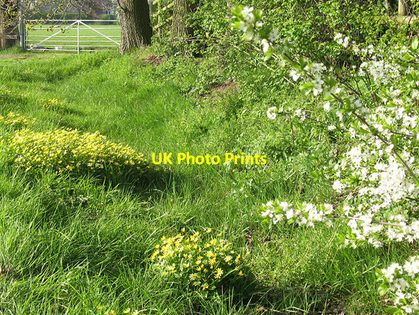 Photo 6"x4" Roadside spring flowers Moston\/SJ7261 c2009