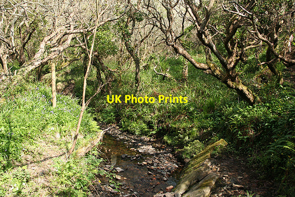 Photo 6"x4" St Gennys: Coxford stream Mineshope c2009