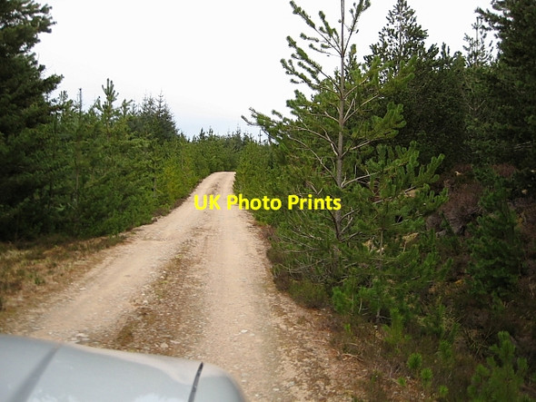 Photo 6"x4" Forest Road Allt Breugach c2009