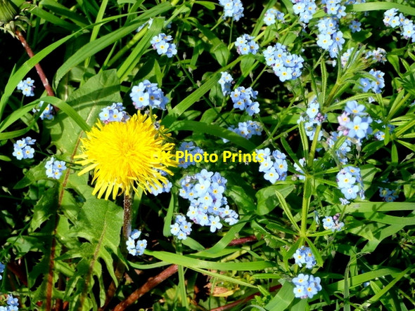 Photo 6"x4" Taraxacum and Myosotis Boxbush\/SO6720 c2009