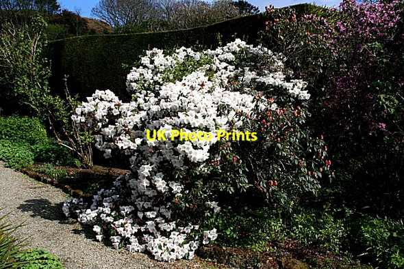 Photo 6"x4" Arduaine Gardens Arduaine c2009