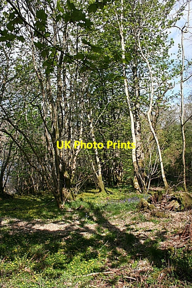 Photo 6"x4" Woods by Fearnach Bay Kilmelford c2009