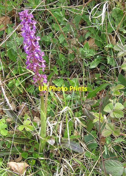 Photo 6"x4" Early-purple orchid - 1 Common Hill\/SO5834 c2009