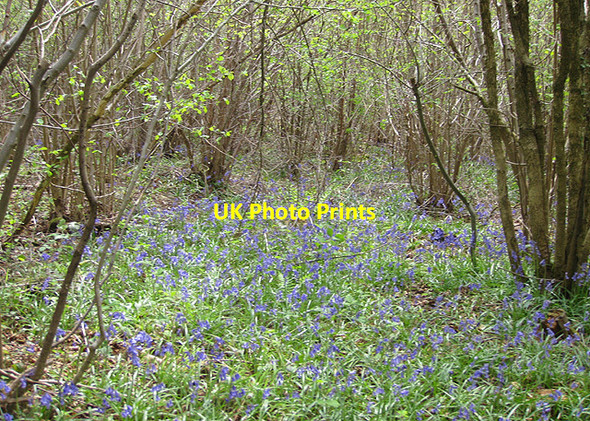 Photo 6"x4" A thin carpet of bluebells Common Hill\/SO5834 c2009