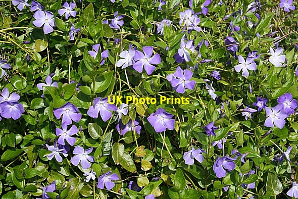 Photo 6"x4" Periwinkle (Vinca major) Kintallan c2009