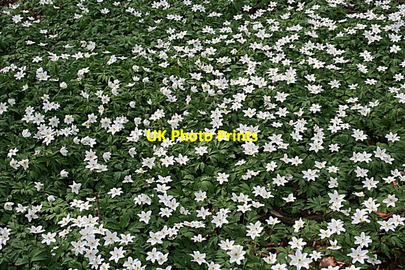 Photo 6"x4" Windflowers (Anemone nemorosa) Duncanstone c2009