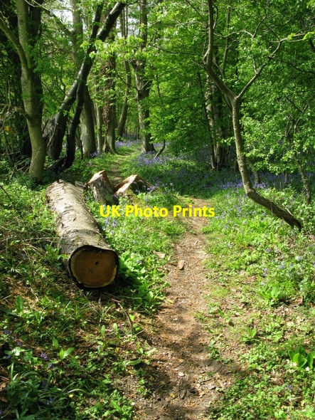 Photo 6"x4" Stour Valley Walk through Worten Wood Ripper's Cross c2009