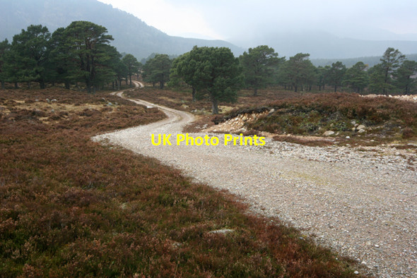 Photo 6"x4" Track on Ripe Hill descending towards Scots pines Inver\/NO2393 c2009
