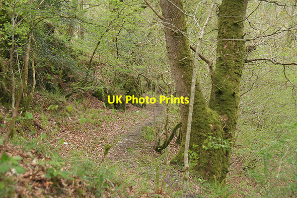 Photo 6"x4" Buckland Monachorum: woods near Double Waters Buckland Monachorum c2009